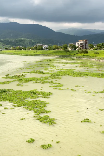 草に覆われた川の汚染 — ストック写真
