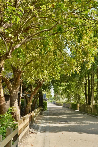 Straat weg met boom — Stockfoto