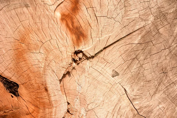 Cut tree trunk — Stock Photo, Image