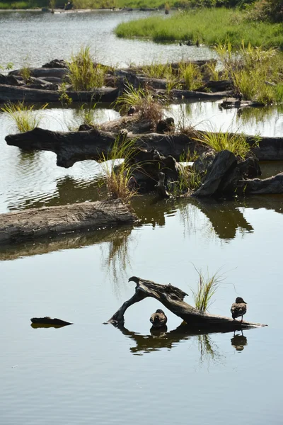 Vogels op logboek vijver — Stockfoto