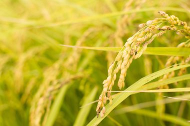 Altın çeltik pirinç çiftlik