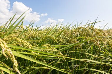 paddy kırsal manzara