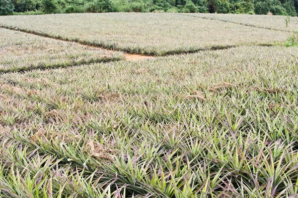 Ananas boerderij — Stockfoto