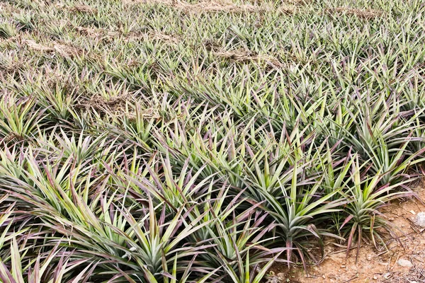 Ananas gård — Stockfoto