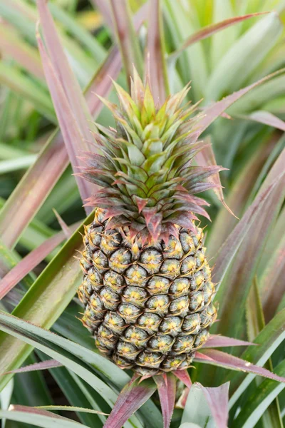 Ananas boerderij — Stockfoto