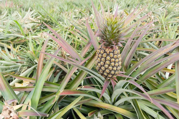 Ananas boerderij — Stockfoto