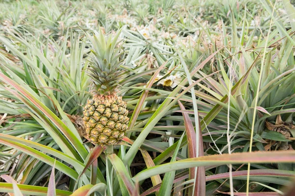 Ananas boerderij — Stockfoto