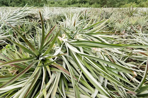 Ananas boerderij na de oogst — Stockfoto