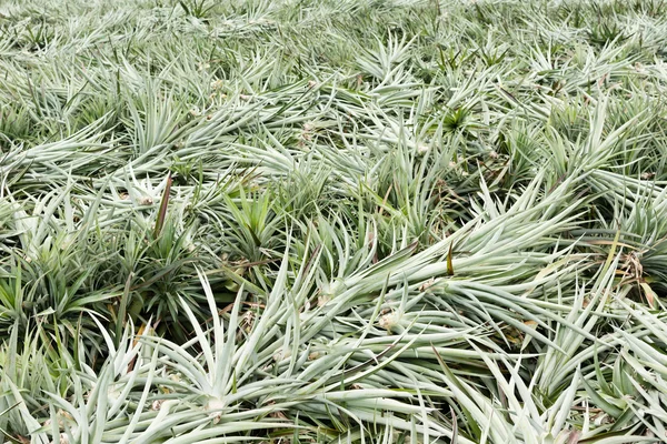 Ananas boerderij na de oogst — Stok fotoğraf