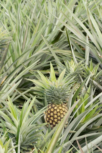 Exploitation d'ananas — Photo