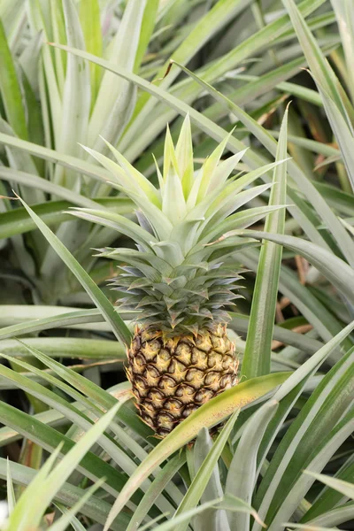 Ananas boerderij — Stockfoto