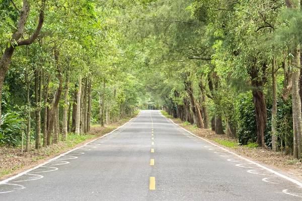 Strada a foresta — Foto Stock