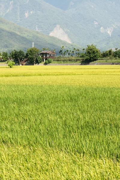 Cenário rural idílico — Fotografia de Stock