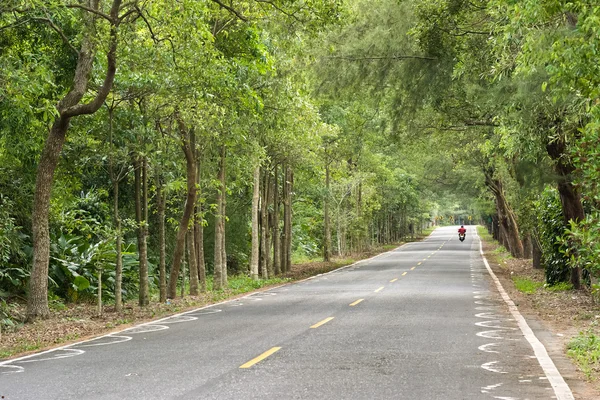 Carretera en bosque — Foto de Stock