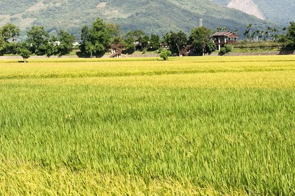 Paesaggio rurale idilliaco — Foto Stock