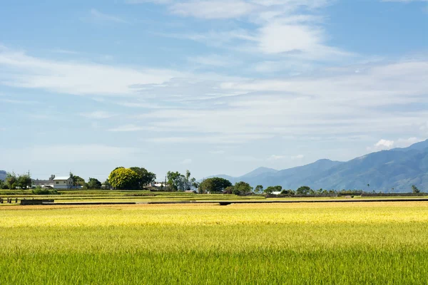 Arrozal dorado granja de arroz — Foto de Stock