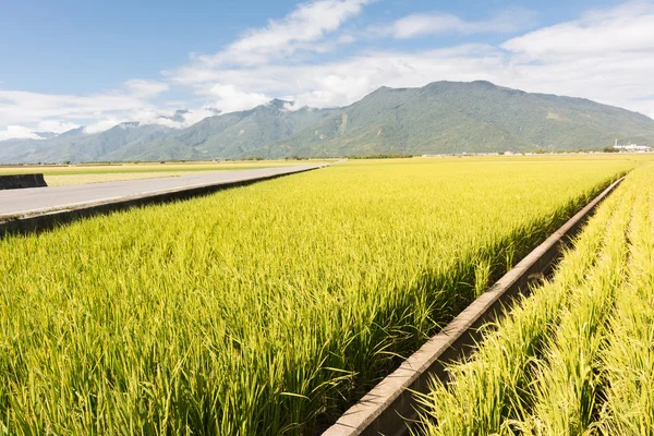 Gyllene paddy ris gård — Stockfoto