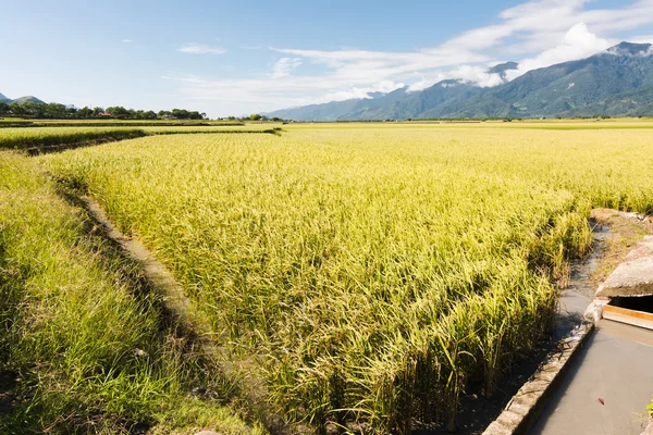 Altın çeltik pirinç çiftlik — Stok fotoğraf