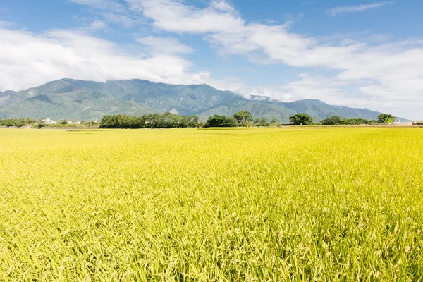 Золота рисова ферма — стокове фото