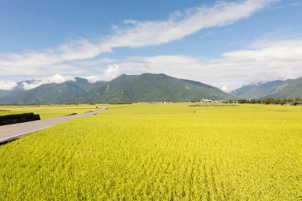 Riz paddy doré ferme — Photo