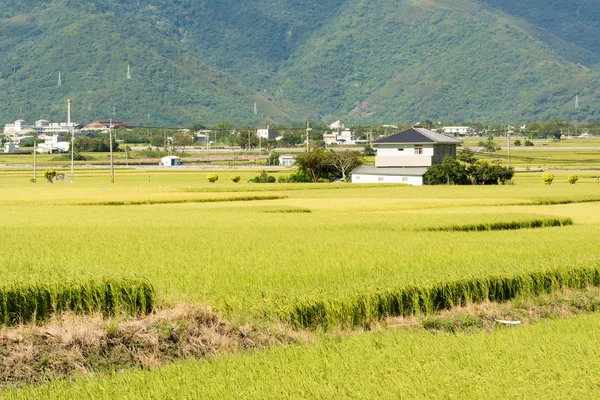 목가적인 전원 풍경 — 스톡 사진