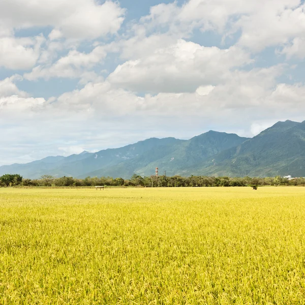 Golden paddy rice farm — Stock Photo, Image