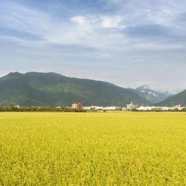 황금 벼 쌀 농장 — 스톡 사진