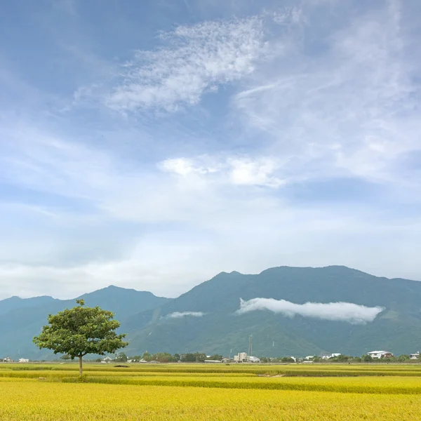 Arrozal dorado granja de arroz —  Fotos de Stock