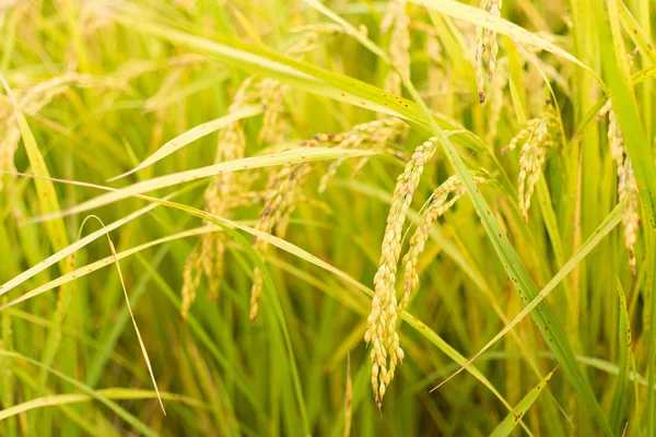 Golden paddy rice farm — Stock Photo, Image