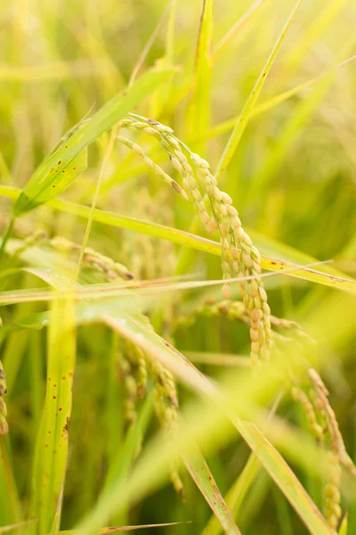 Golden paddy rice farm — Stock Photo, Image