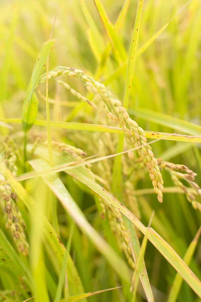 Arany hántolatlan rizs gazdaság — Stock Fotó