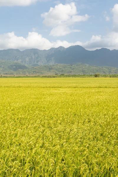 Cenário rural dourado — Fotografia de Stock