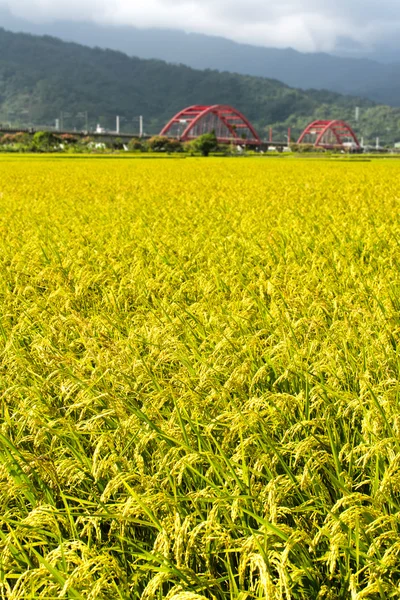 Cenário rural dourado — Fotografia de Stock