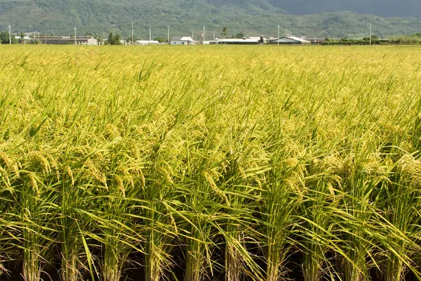 Cenário rural dourado — Fotografia de Stock