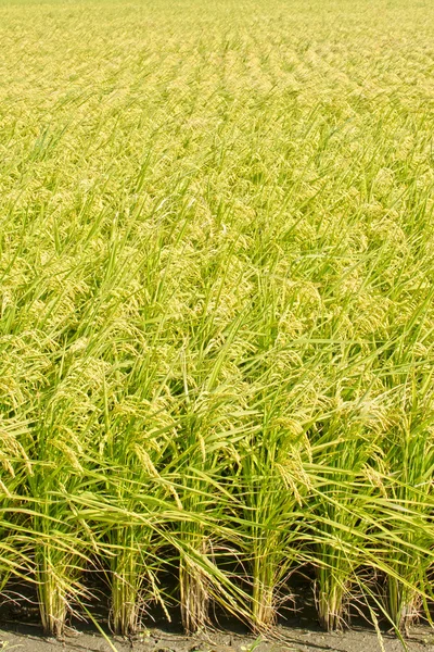 Golden paddy rice farm — Stock Photo, Image