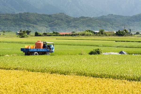 Gouden landelijke landschap — Stockfoto