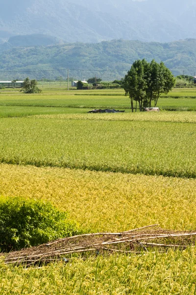 Gyllene landsbygdens landskap — Stockfoto