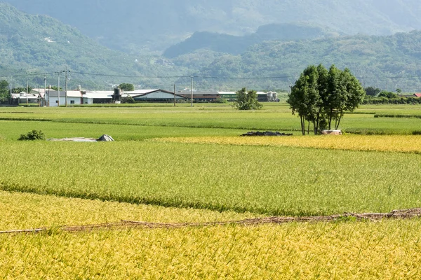 Cenário rural dourado — Fotografia de Stock