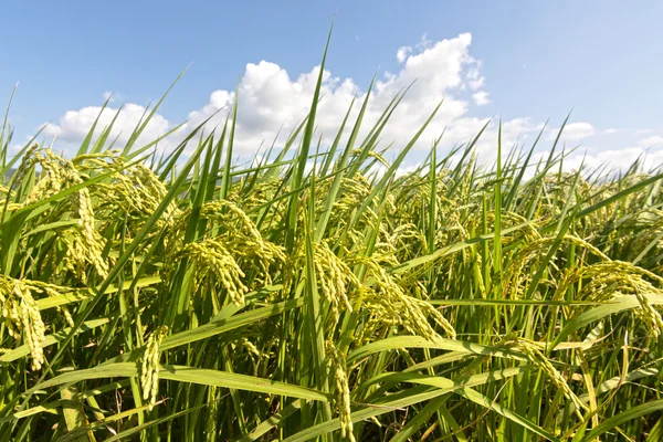 Cenário rural de paddy — Fotografia de Stock