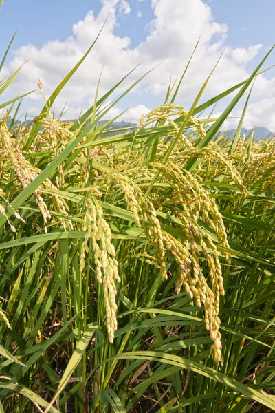 Cenário rural de paddy — Fotografia de Stock