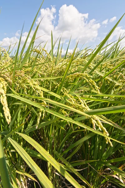 Cenário rural de paddy — Fotografia de Stock