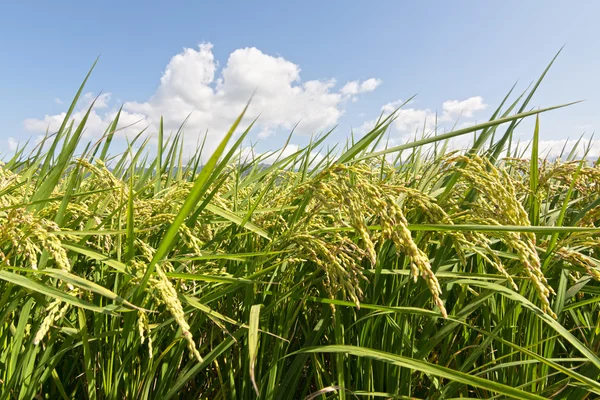 Rural scenery of paddy — Stock Photo, Image