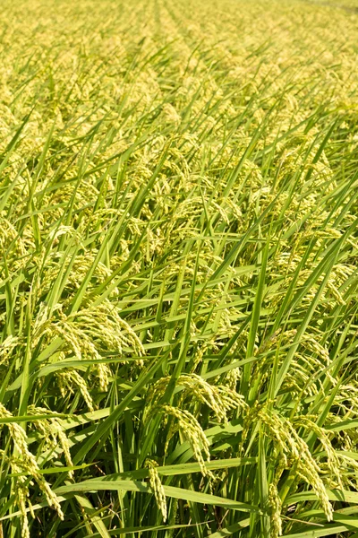 Zlaté neloupané rýže farma — Stock fotografie