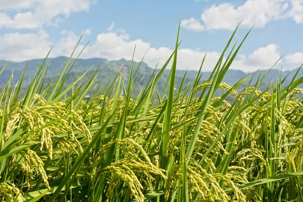 Cenário rural de paddy — Fotografia de Stock