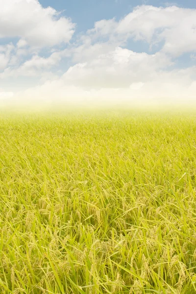 Golden rural scenery — Stock Photo, Image