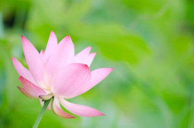 Lotus çiçeği.