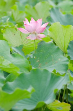 Lotus çiçeği.