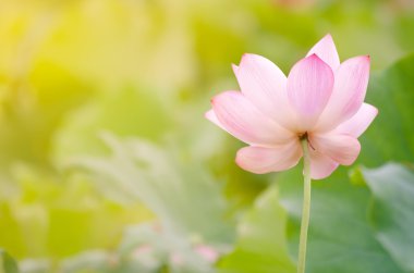 sabah lotus