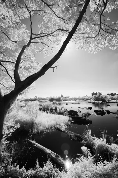 IR landscape — Stock Photo, Image