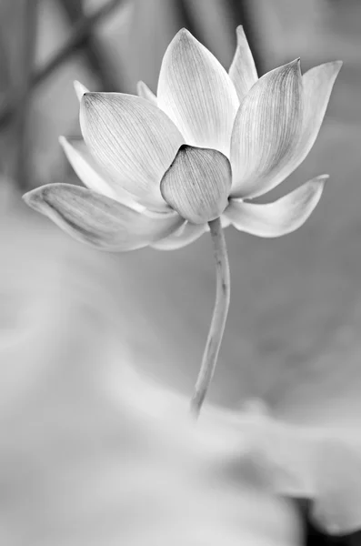 Чорно-білий лотос — стокове фото